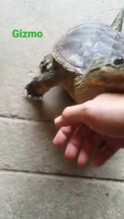 How to raise a snapping turtle to be more docile.