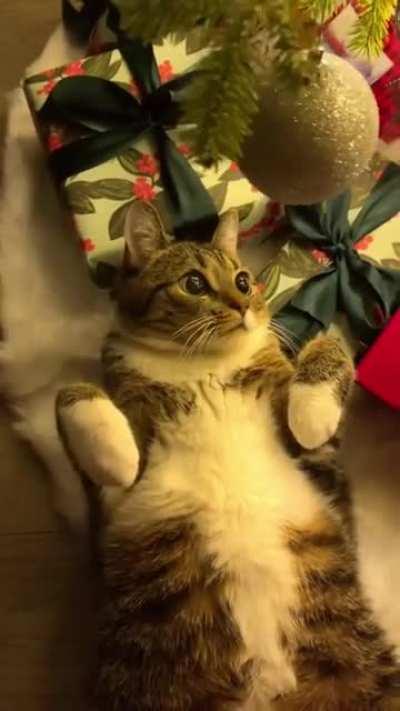Christmas tree kitty
