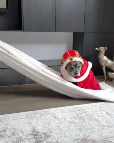 The King of the house