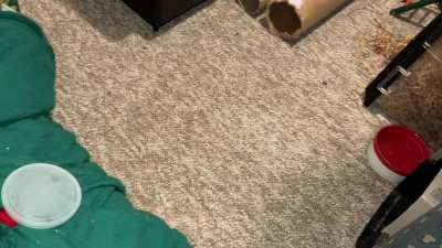 My smart rat Chickpea is starting to learn basketball!