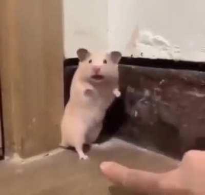 Can i post a startled hamster?