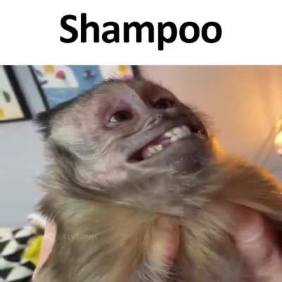 Shampoo monky