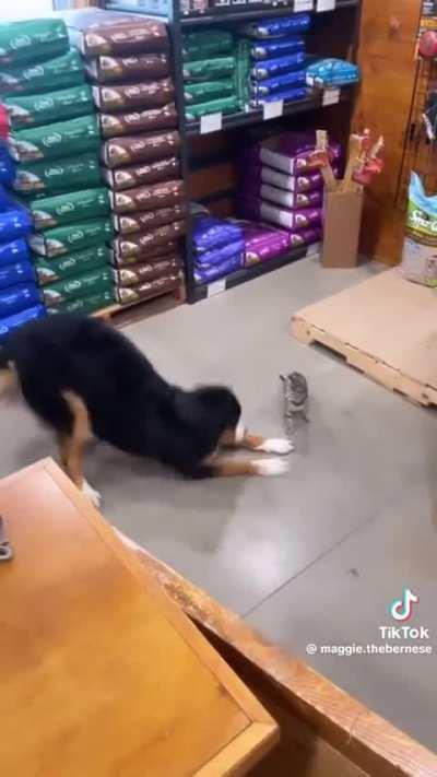 Body language so clear you can practically hear it speaking