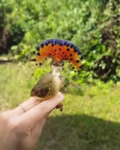 🔥 Royal flycatcher