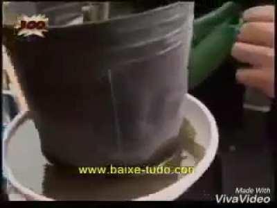 Panico na band levando dengue para a Argentina.