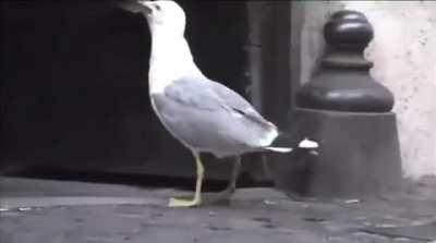 A seagull eating a whole live pigeon