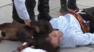 A dog trying to help an actor playing the role of a wounded soldier at a Victory Day celebration in Turkey.