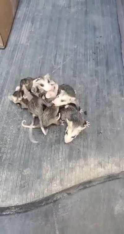 I'm a FedEx driver on a rural route. Saved these babies today!