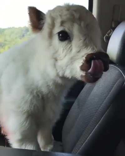 Such a Ver Smol an h*ckin cute Mooing Pupper!