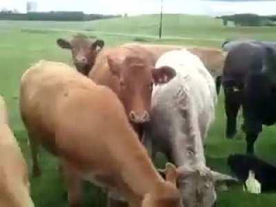 The algorithm has decreed that you see sweet and curious animals