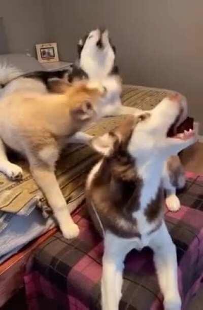 Get a husky they said, it’ll be fun they said