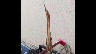 This bird’s (Bittern) camouflage