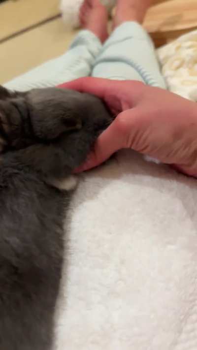 He is obsessed with cheek rubs. He’ll lean his cheekies against my fingers so I rub him harder