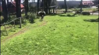 What could go wrong with jumping into an ostrich enclosure?