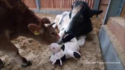 Humans aren't the only animals that like to play with dolls