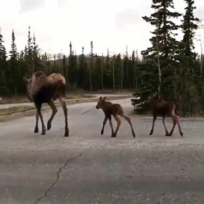 A unit and two mini-meese.