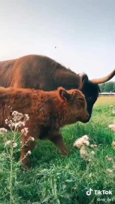 cow mother and baby