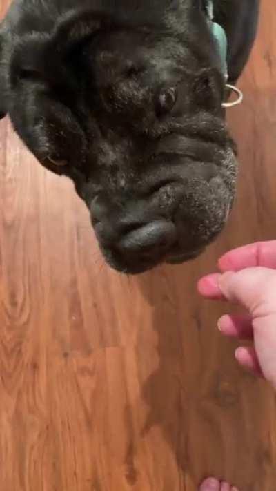 13 and still making sure I’m not poisoning him….