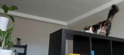 Lulu catculating how she can attack my plants after I put the plant stand out of her reach