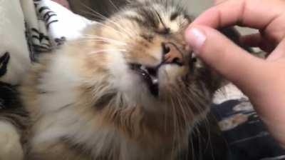 Nose scritches so amazing, Harris has to show his teefies in approval