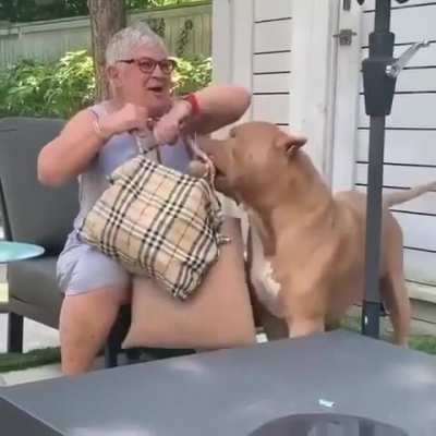 He takes his assistant duties very seriously🐾