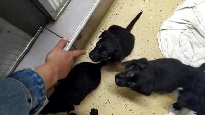 I adopted a dog today and his brother wouldn't stop SCREAMING