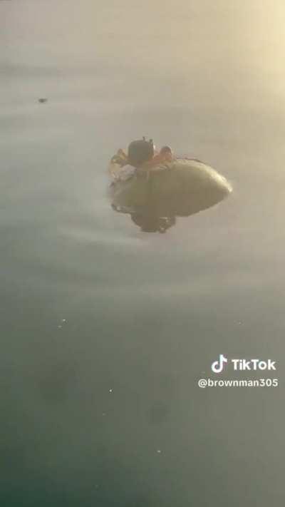 ð¦ð¥¥crab in the coconut ð¦ð¥¥crab in the coconut 