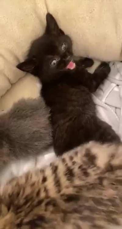 New foster bat SCREAM