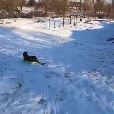 Dog brings his own sleigh!