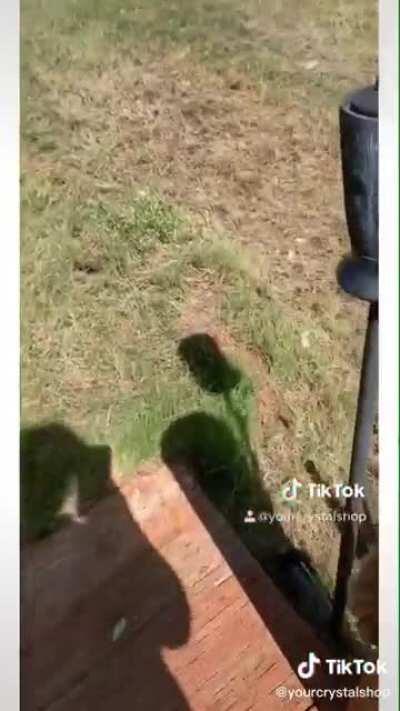 Omg poor kitty, he didn't make it over the bridge