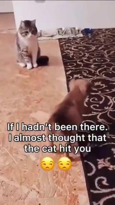 This puppy deserves an Oscar...