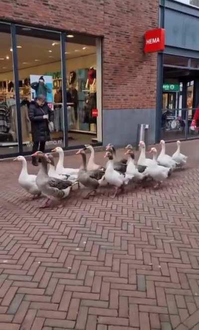 Goose parade in the Netherlands.