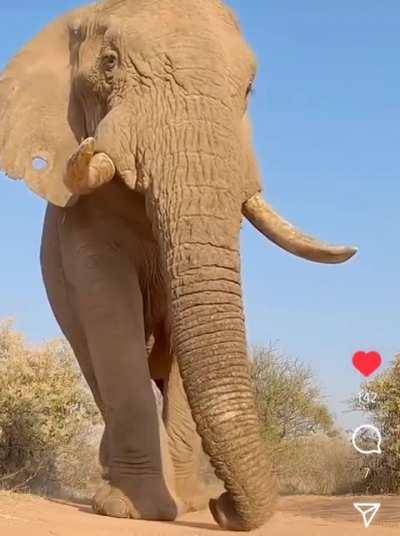 of an absurdly richly blessed elephant