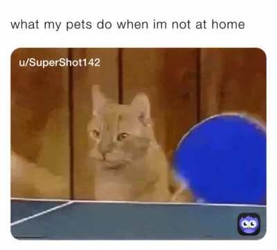 my cats play ping pong hbu