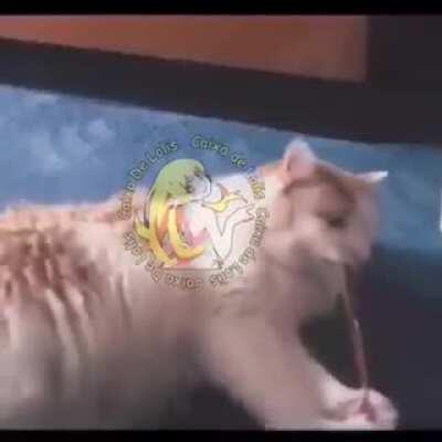 Pesdecoelho - Video #0218