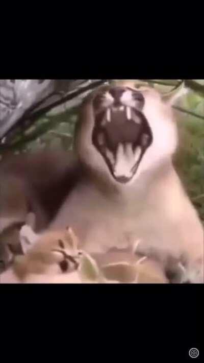 فلوبا از لايف