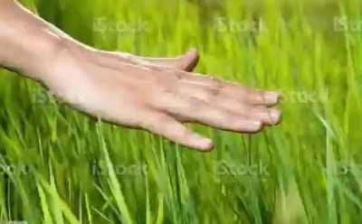 this is for top 5 clash mini players (just joke)