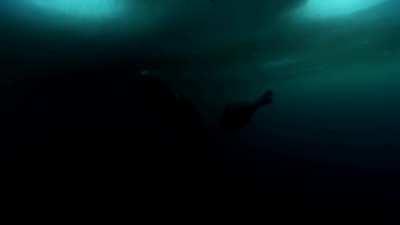 baBy Polar bEar aTTaCKed by SEaL