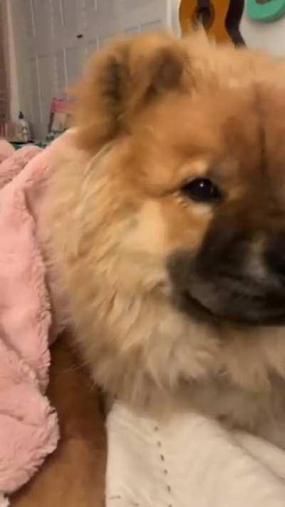 I’ve owned dogs my entire life, but I never knew I could love an animal like this. SO OBSESSED!