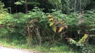 She will find the biggest stick she can and keep hold of it the entire walk.