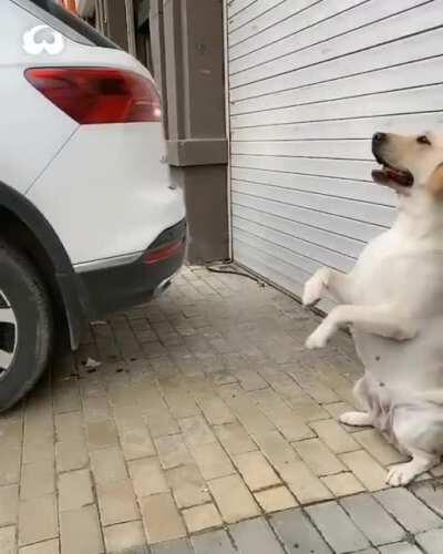 Parking sensor doggo signals how much to take reverse while parking. (Source - Twitter: @naturevirals)