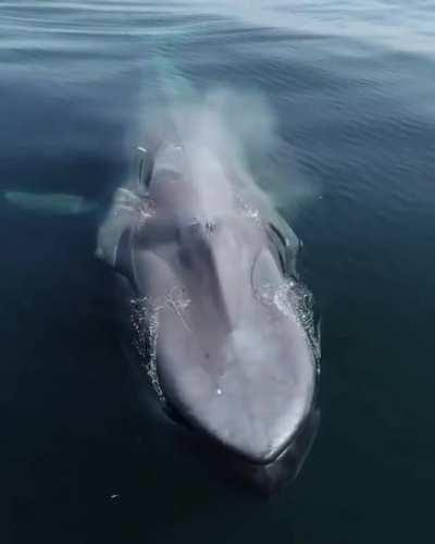 🔥 whale comes up for a breather
