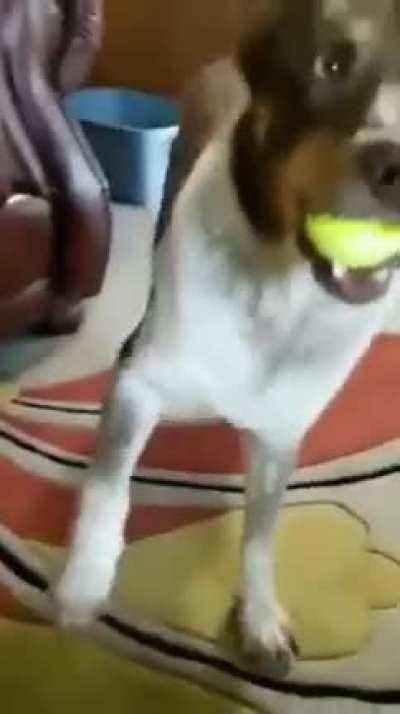 Is it time to play 'Throw Ball' yet? How about now? Now? Ready now? OK now?