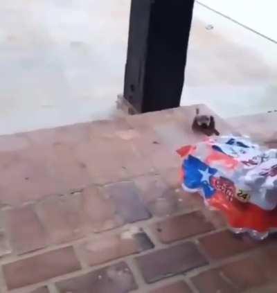 Smol Dachshund vs. Stairs