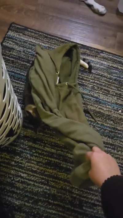 New style of bongos ig?