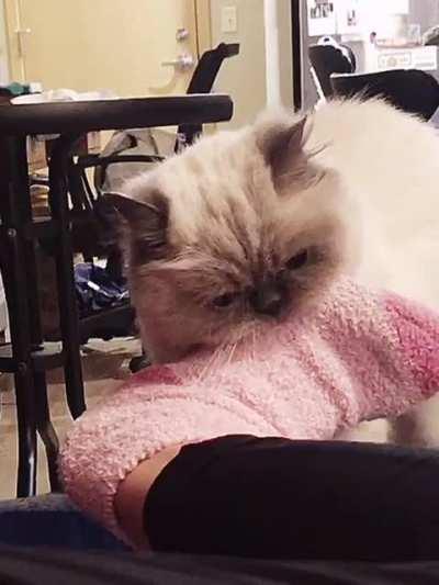 human is 1 minute late to feeding time (ig: @fuious.taro)