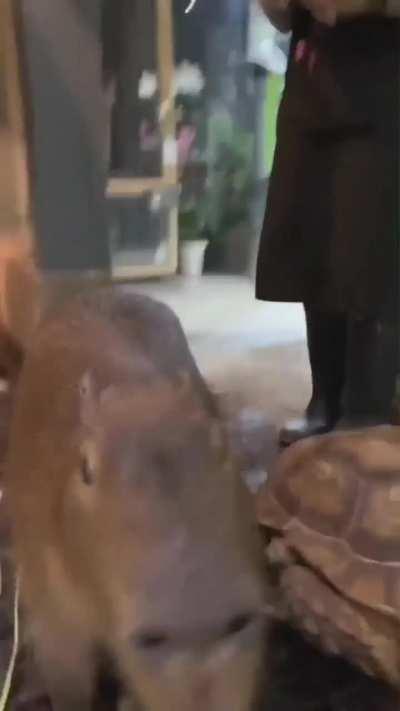 An acceptable main character 