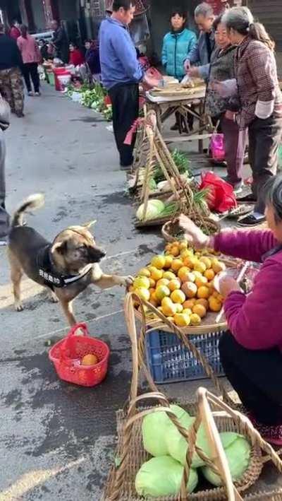 Derpy but quite smart too, and polite