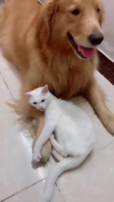A dog and a cat and they're best friends
