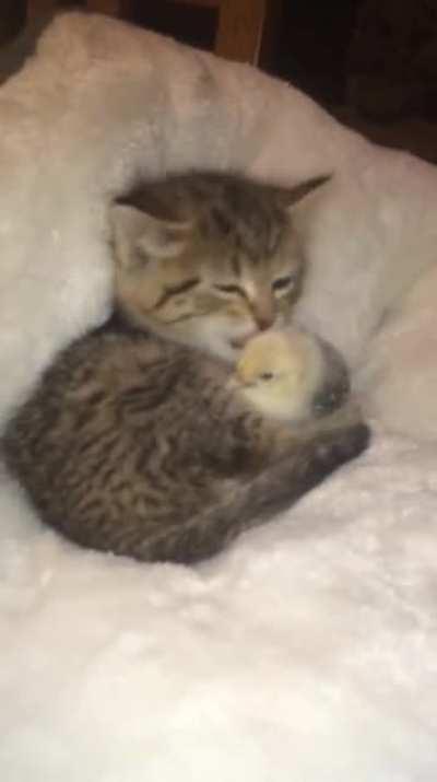 The Baby Needs Some Attention. 💕